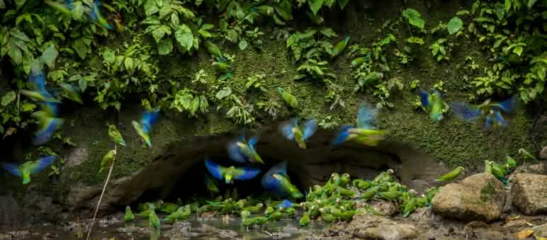 Papagayos en el Parque Nacional Yasuní