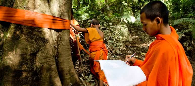 Los monjes de Camboya marcan y bendicen los árboles gigantes de la selva en el valle de Areng para protegerlos de los madereros. Monjes de Camboya marcan los árboles gigantes de la selva en el valle de Areng.