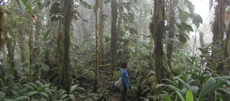 Mucho para proteger Vista del bosque nublado de Intag. Una persona se encuentra también en la imagen.