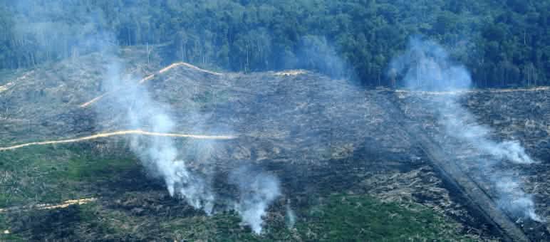 Se provocaron más de 100 incendios en Tripa