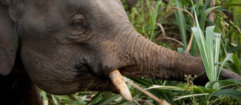 Los elefantes pigmeos de Sabah estaban gravemente amenazados Elefante comiendo