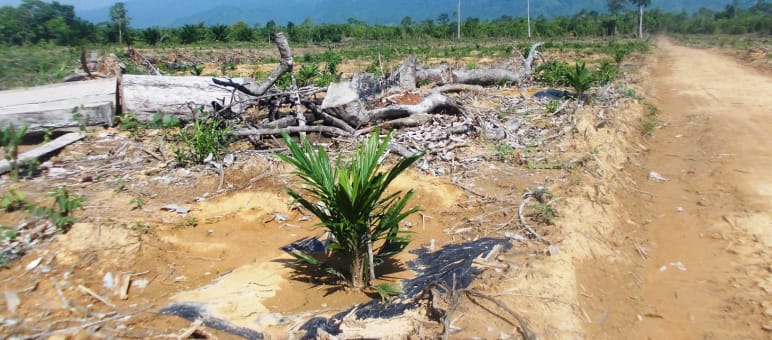 Áreas taladas en Palawan para establecer plantaciones Selva talada en Palawan