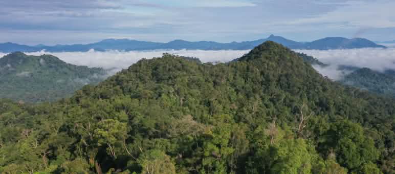 Vista aérea de la pancarta colocada por Save our Borneo SOB Pancarta en defensa de la selva vista desde lejos en medio del bosque