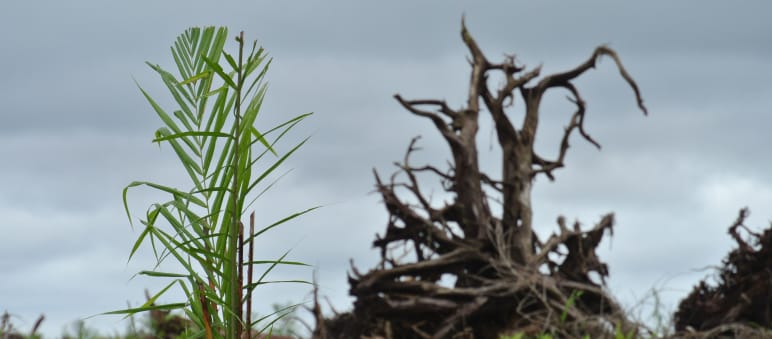 La selva de Malasia se destruye por la expansión de la palma aceitera Un bosque de turba se ha talado para plantar aceite de palma en Sarawak, Malasia