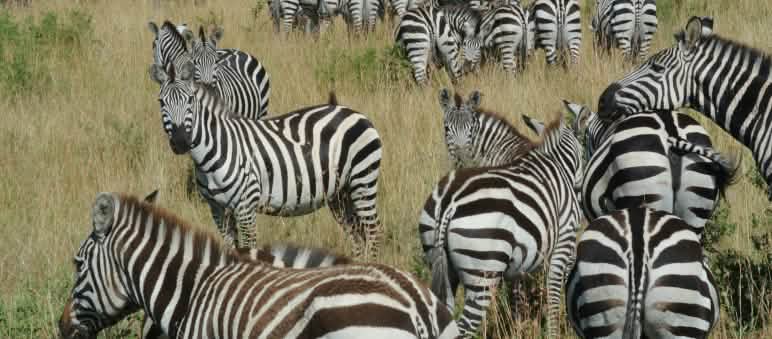 La protección de la naturaleza en Tanzania debe incluir los derechos humanos Manada de cebras en la sabana