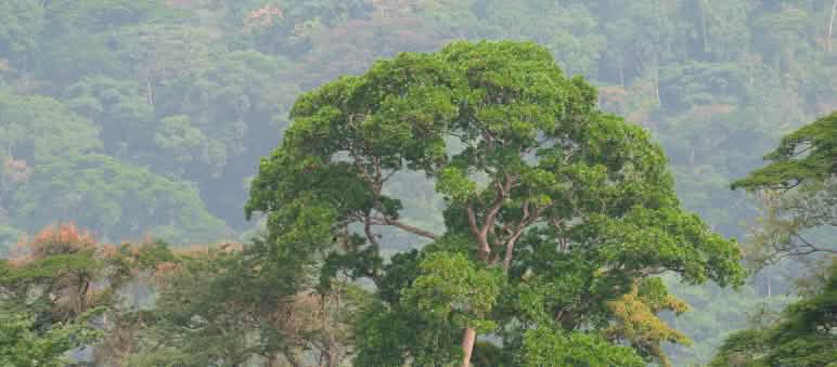 La construcción de una autopista en Nigeria amenazaba el bosque de los gorilas Selva tropical de Nigeria