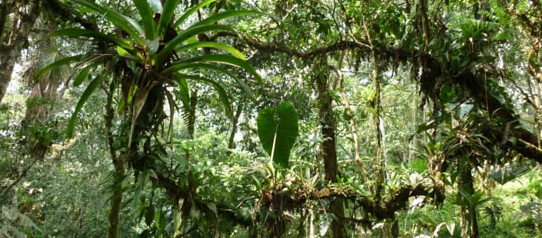 Derechos de la Naturaleza: aún queda mucho por proteger Epifitas en la selva ecuatoriana
