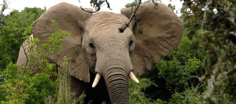 Se calcula que cada año se cazan furtivamente entre 20.000 y 30.000 elefantes africanos. Elefante africano en el bosque