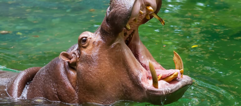 Los hipopótamos están amenazados de extinción Hipopótamo con la boca abierta