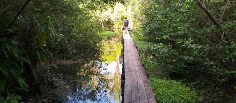 Los manglares y humedales de la isla de Cajual son un paraíso natural y una zona protegida internacional RAMSAR Pasarela de madera en el agua de un manglar de la isla de Cajual