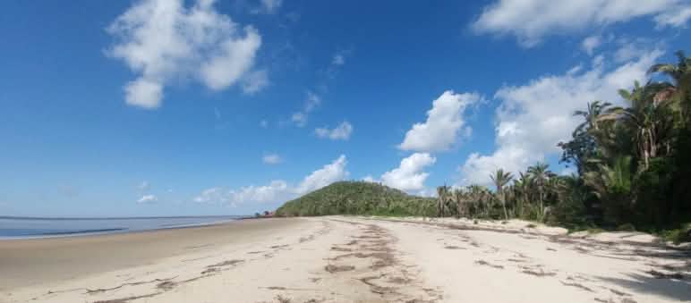 Playa virgen en el sur de la isla protegida de Cajual, donde se pretende construir el puerto de exportación Playa tropical con palmas en la Isla de Cajual