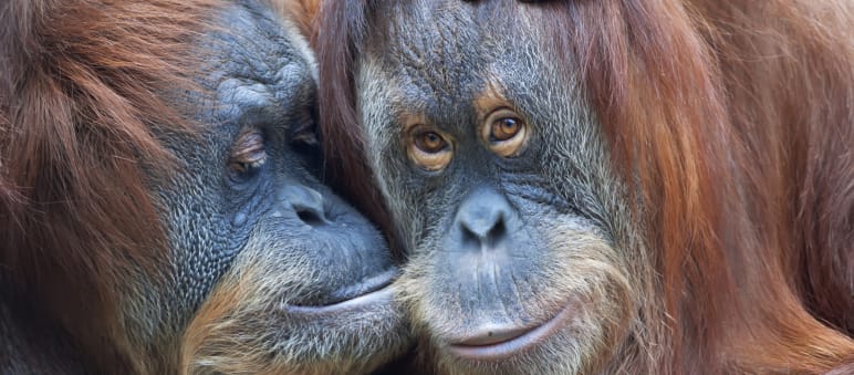 Los orangutanes están en peligro de extinción Dos orangutanes