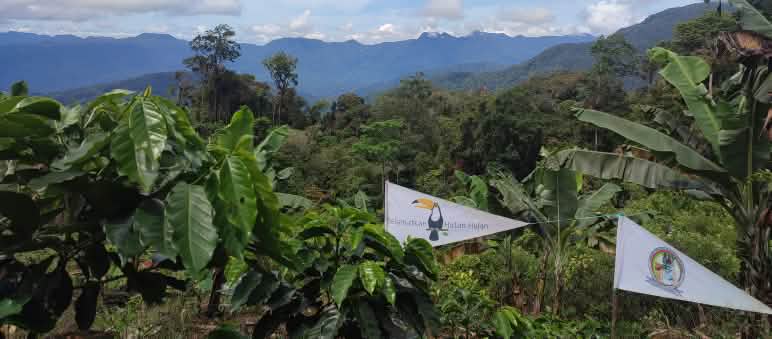 Los Tigres de Pining y Salva la Selva (en Indonesia, Hutan Hujan) trabajan juntas para salvar el ecosistema de Leuser Los Tigres de Pining y Salva la Selva (en Indonesia Hutan Hujan) colaboran para salvar el ecosistema de Leuser