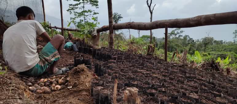 Miles de plantones a punto de cerrar las heridas del bosque Una persona se encuentra trabajando en un vivero forestal, entre un montón de plántulas