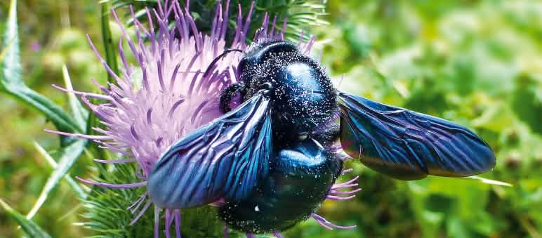 Abeja del bosque polinizando una flor: hay casi 2.000 especies de abejas silvestres en Europa Abeja melífera