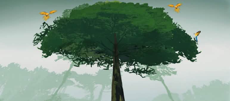 Plantaciones no son bosques