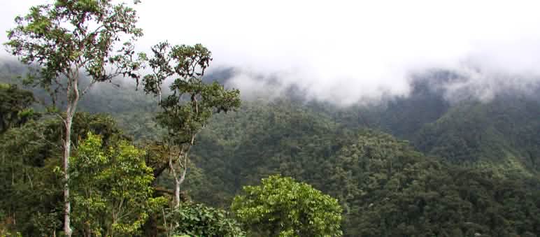 Javier Ramírez en Intag (Foto: Andreas Postrach/Intag e.V.) Bosque nublado de montaña en la región de Intag, norte de Ecuador. Vista de la vegetación.
