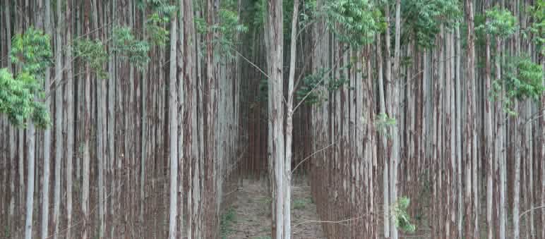 Plantación de árboles en Brasil Plantación de eucalipto