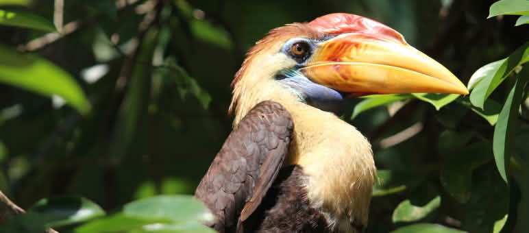 Cálao de Sulawesi, en peligro de extinción Cálao de Sulawesi (Indonesia), ave marrón y amarilla con un gran pico naranja y cara azul