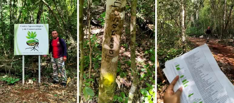 Collage - Inventario de la biodiversidad arbórea en la reserva Naaybi Luum, Felipe Carrillo Puerto, estado de Quintana Roo, México