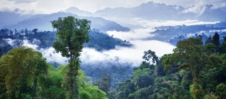 Bosque Protector Los Cedros Bosque húmedo tropical de la montaña de Los Cedros, Ecuador