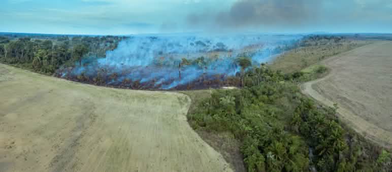 Roza y quema para plantaciones
agrícolas En la imagen se aprecia cómo la deforestación masiva por tala y quema abre paso a nuevos monocultivos