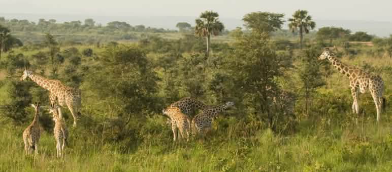 Los proyectos petrolíferos amenazan las sabanas, bosques y humedales en el noroeste de Uganda Jirafas en el Parque Nacional de las cataratas Murchison, Uganda