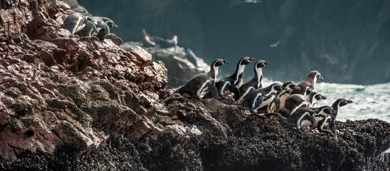 Pingüinos Humboldt Grupo de pingüinos Humboldt en las rocas