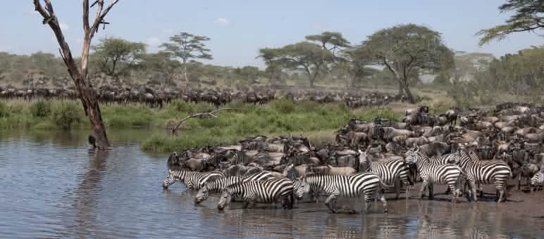 Ñus en el Serengeti (Foto: Xavier Surinyach Mateu/Amigos del Serengeti) Cebras y ñus en el Parque Nacional del Serengeti, Tanzania