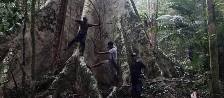 Activistas de la organización Urai Uni protegen los bosques de las islas Aru Tres hombres al pie de un árbol gigante