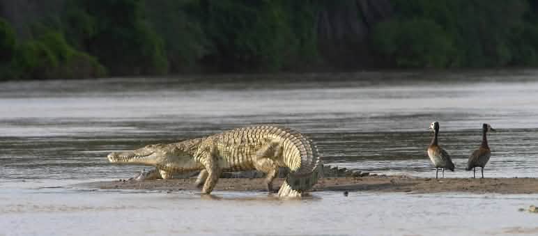Cocodrilo