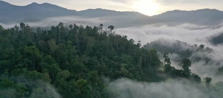 El lugar donde se desarrolla el proyecto: desde los pantanos de Tripa hasta las montañas del altiplano de Gayo Vista de las montañas boscosas nubladas de Gayo