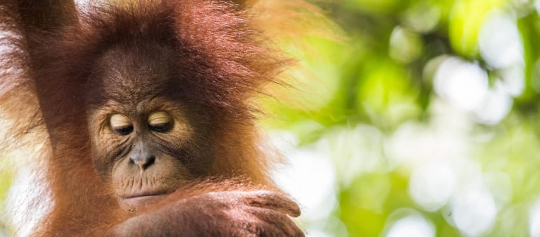Los orangutanes están en peligro de extinción a causa del aceite de palma Orangután de Sumatra (Pongo abelii)