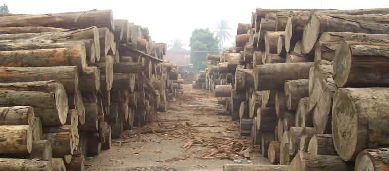 ¿Volverá muy pronto la madera tropical ilegal de Indonesia al mercado mundial? Troncos de árboles talados