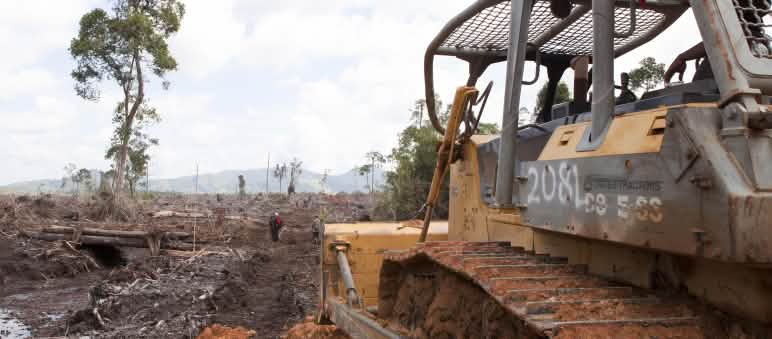 Tala de selva tropical para establecer plantaciones de palma aceitera en Borneo, Indonesia. Excavadora en primer plano destruyendo la selva tropical