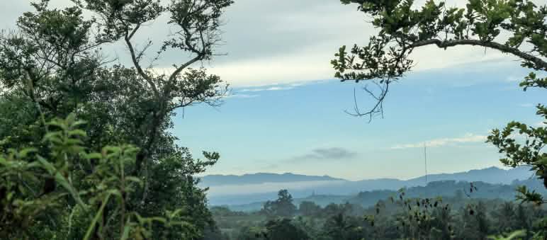 La bioeconomía no debe provocar la destrucción de los bosques Vista general de la reserva Natural de Morowali