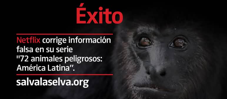Mono aullador negro (Alouatta carayá) "en peligro"