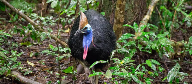 Un ave casuario en la selva de Daintree en Australia Ave casuario en la selva de Daintree, Australia