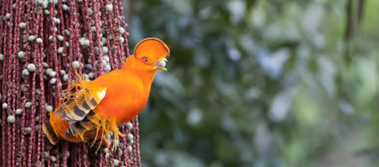 El magnífico gallito de las rocas guayanés (Rupicola rupicola) es una de las innumerables especies de la Guayana Francesa Gallito de las rocas guayanés (Rupicola rupicola)