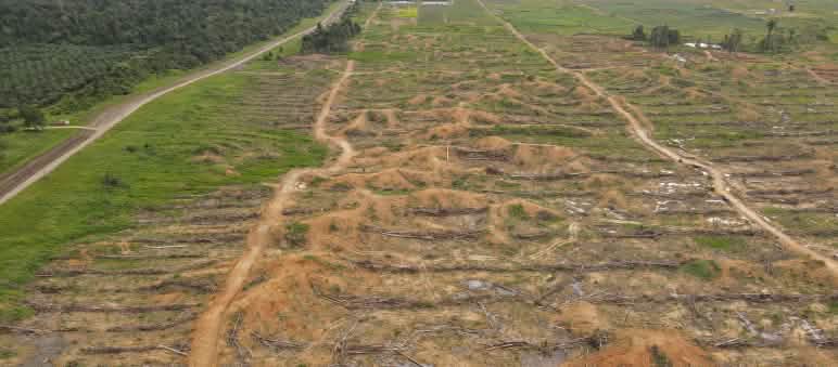 Tala de árboles en Sorong, Papua Occidental, Indonesia Deforestación en Sorong, Papua Occidental, por la empresa IKSJ