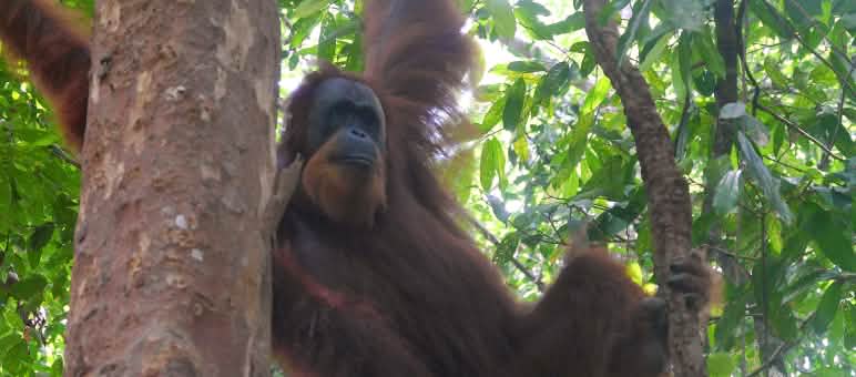 ¡Hogar, dulce hogar! Un orangután de Sumatra en un árbol