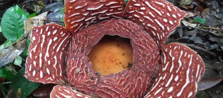 Rafflesia, carnívora y apestosa, es la flor más grande del mundo Flor de rafflesia, la flor más grande del mundo, en primer plano