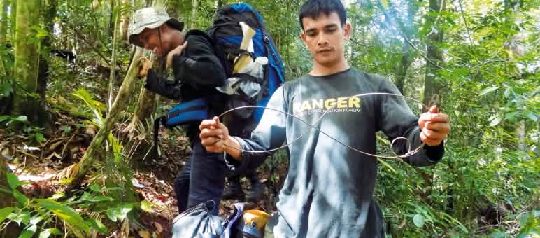 Los animales salvajes sucumben en trampas de alambre como ésta y es terrible Guardabosques desarmando una trampa para animales, para evitar que caigan y se hagan daño