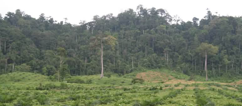 En Ecuador, las plantaciones de palma aceitera avanzan cada vez más sobre la selva Plantación de palma aceitera en Ecuador se expande sobre la selva