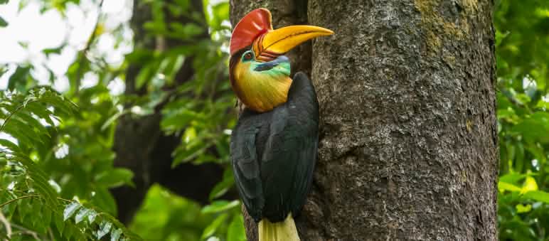 El cálao de casco vive en Sulawesi y en cuatro islas vecinas Cálao de casco en Sulawesi, reposando en un tronco de árbol. Al fondo se ve la vegetación.