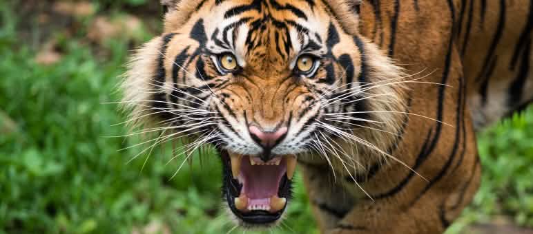 Leuser es el último lugar de nuestro planeta donde conviven tigres, elefantes, rinocerontes y orangutanes. Tigre de Sumatra, amenazado de extinción en un primer plano