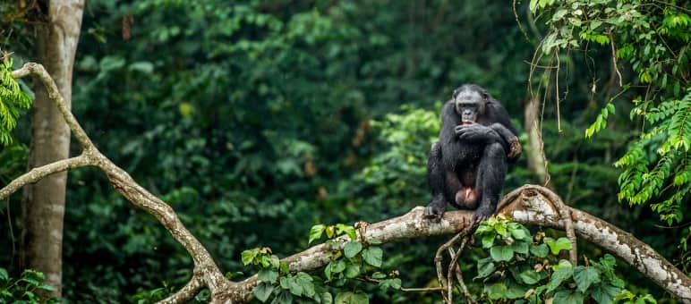Las selvas tropicales de la cuenca del Congo son el hogar de bonobos (en la foto uno de ellos), gorilas y chimpancés Bonobo encaramado en la rama de un árbol en la República Democrática del Congo