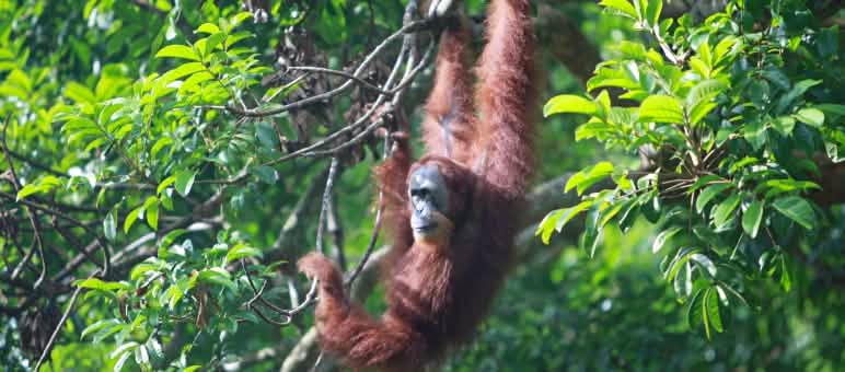 El ecosistema de Leuser es el hogar del orangután de Sumatra, donde viven unos diez mil de estos animales Orangután de Sumatra (Pongo abelii)