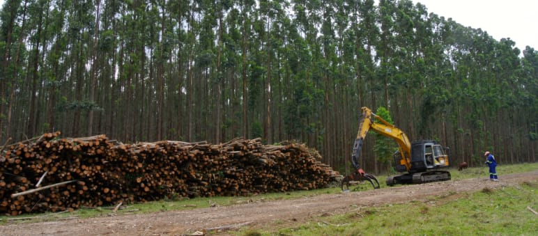 Monocultivo en Sudáfrica