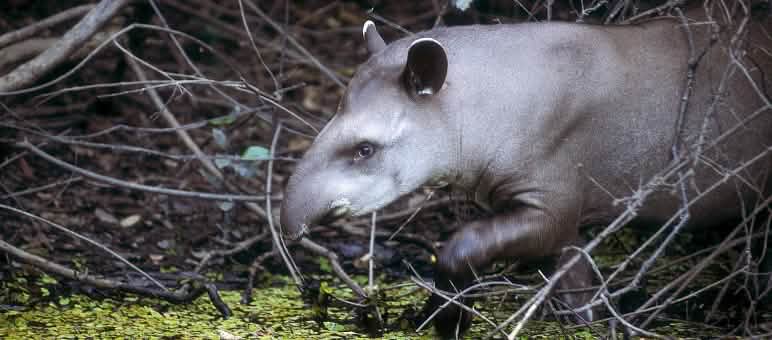 Tapir Tapir, Brasil